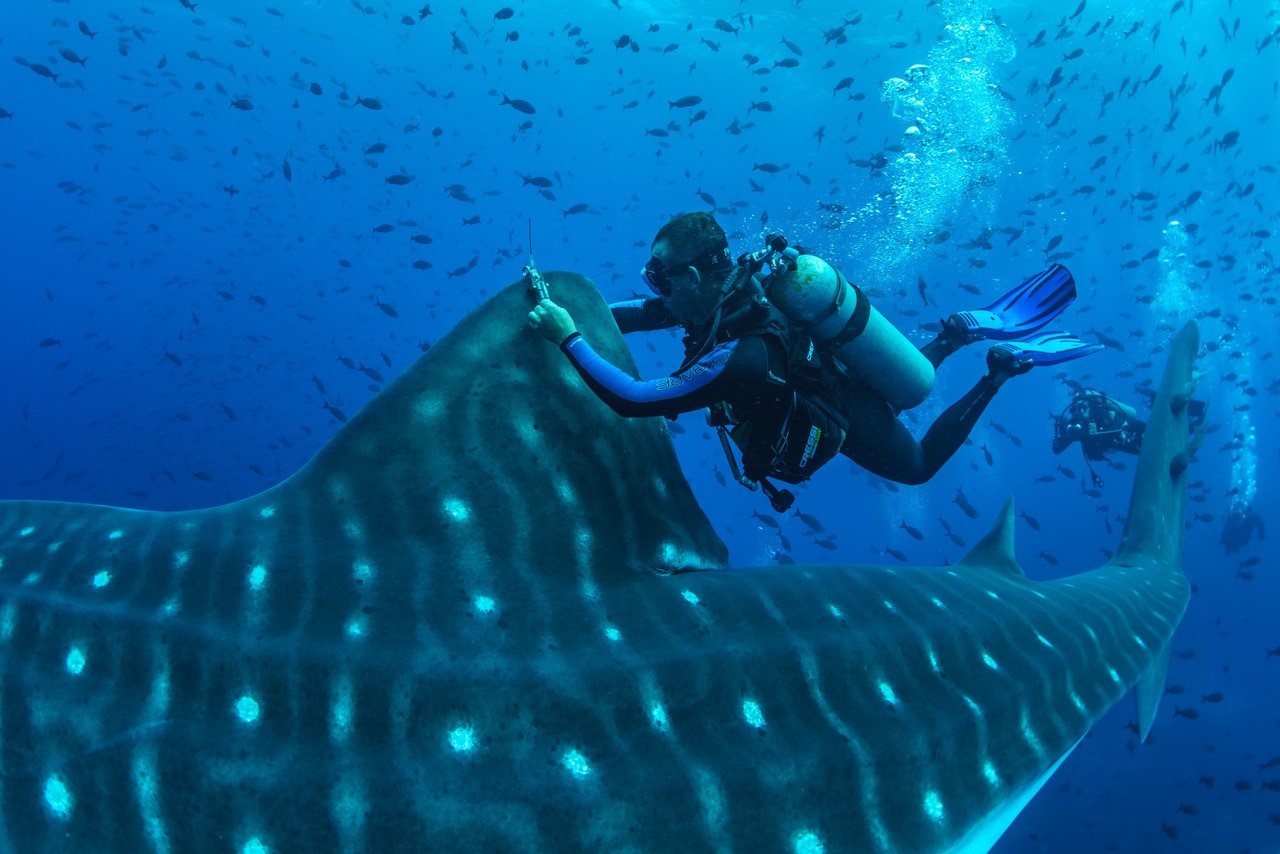 Whale Shark Tagging